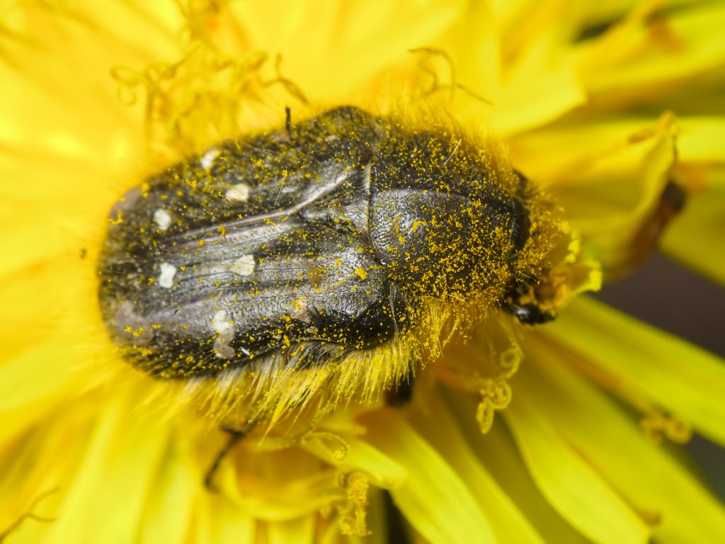 Tropinota hirta (Poda, 1761)